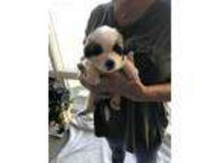 Saint Bernard Puppy for sale in Springfield, IL, USA