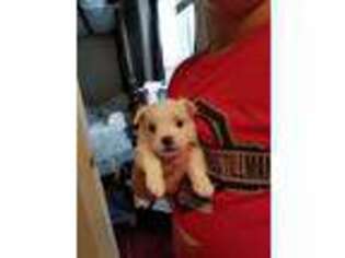 Maltese Puppy for sale in Aurora, IL, USA