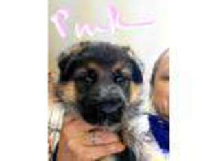 German Shepherd Dog Puppy for sale in Rogers, AR, USA