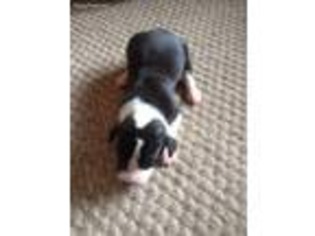 Great Dane Puppy for sale in Adel, IA, USA