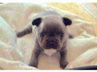French Bulldog Puppy for sale in Walworth, NY, USA