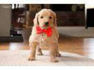 Goldendoodle Puppy for sale in Champaign, IL, USA