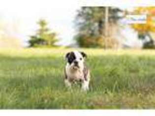 Bulldog Puppy for sale in Fort Wayne, IN, USA