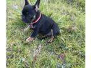 French Bulldog Puppy for sale in Redway, CA, USA