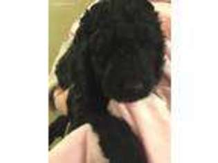 Goldendoodle Puppy for sale in Adams, NY, USA