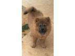 Chow Chow Puppy for sale in Weatherford, TX, USA