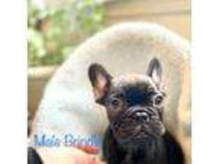 French Bulldog Puppy for sale in Turner, OR, USA