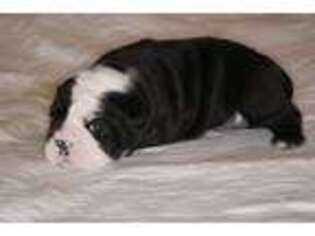 Bulldog Puppy for sale in Gravois Mills, MO, USA