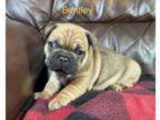 French Bulldog Puppy for sale in Pryor, OK, USA