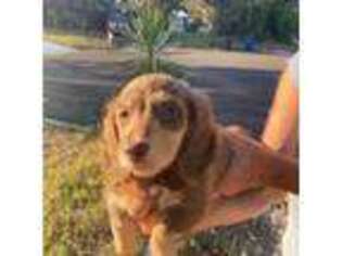 Dachshund Puppy for sale in Largo, FL, USA