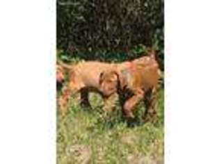 Rhodesian Ridgeback Puppy for sale in Ocala, FL, USA