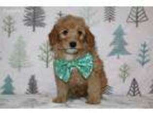 Goldendoodle Puppy for sale in Etna Green, IN, USA