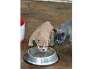 French Bulldog Puppy for sale in Quitman, AR, USA
