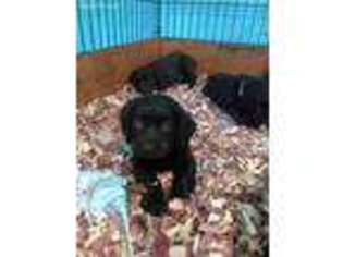 Boykin Spaniel Puppy for sale in Ty Ty, GA, USA
