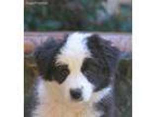 Border Collie Puppy for sale in San Pedro, CA, USA