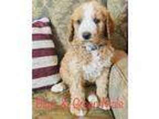 Goldendoodle Puppy for sale in Anniston, AL, USA