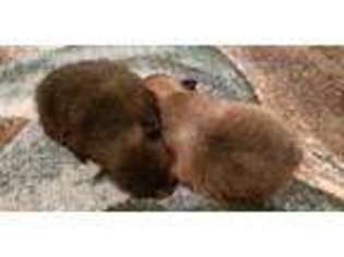 Pomeranian Puppy for sale in Buhl, ID, USA