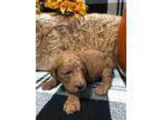 Goldendoodle Puppy for sale in Dallas, NC, USA