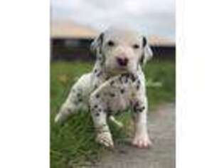 Dalmatian Puppy for sale in Sayre, OK, USA