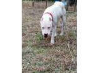Dogo Argentino Puppy for sale in Wimberley, TX, USA
