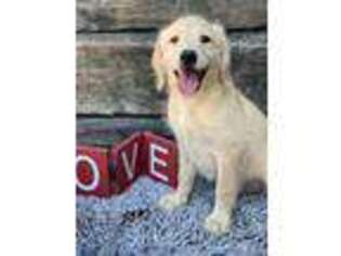 Labradoodle Puppy for sale in Mcdonough, GA, USA