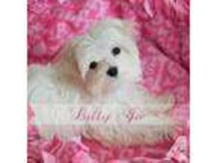 Maltese Puppy for sale in ROSCOE, IL, USA