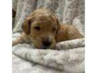 Goldendoodle Puppy for sale in Stafford, VA, USA