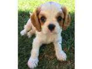 Cavalier King Charles Spaniel Puppy for sale in Riverton, UT, USA