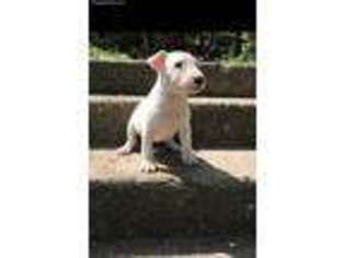 Bull Terrier Puppy for sale in Woodhaven, NY, USA