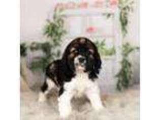 Cocker Spaniel Puppy for sale in Warsaw, IN, USA