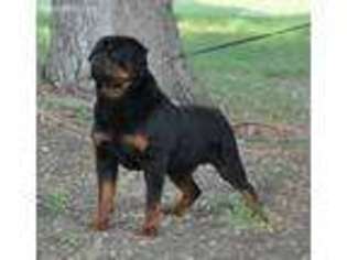 Rottweiler Puppy for sale in Bailey, CO, USA