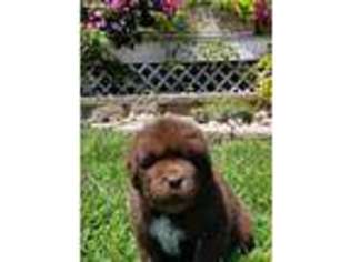 Newfoundland Puppy for sale in Ayr, NE, USA