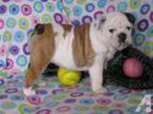 Bulldog Puppy for sale in OSTRANDER, OH, USA