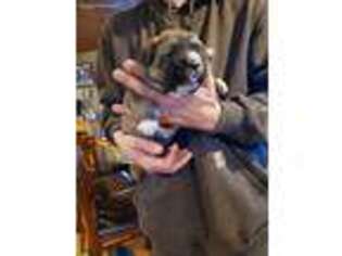 Mutt Puppy for sale in Enosburg Falls, VT, USA