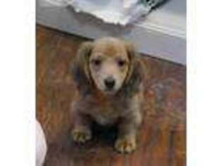 Dachshund Puppy for sale in Parker, CO, USA