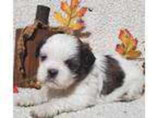 Mutt Puppy for sale in Mc Clure, PA, USA