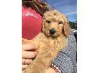 Goldendoodle Puppy for sale in Corinth, MS, USA