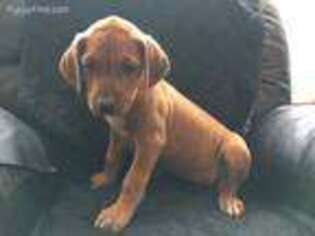 Rhodesian Ridgeback Puppy for sale in Lowville, NY, USA