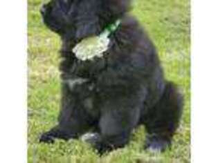 Newfoundland Puppy for sale in Bessemer City, NC, USA