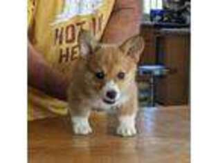 Pembroke Welsh Corgi Puppy for sale in Sacramento, CA, USA