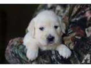 Golden Retriever Puppy for sale in CHUCKEY, TN, USA
