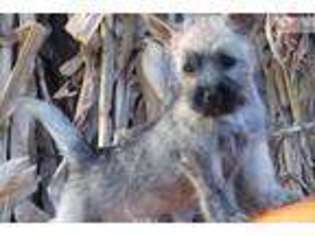 Cairn Terrier Puppy for sale in Saint Louis, MO, USA