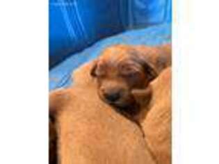 Golden Retriever Puppy for sale in Woodland, AL, USA