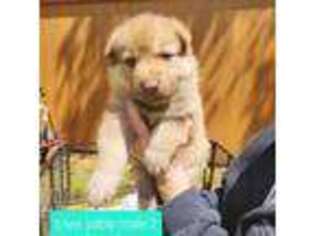 German Shepherd Dog Puppy for sale in Elkin, NC, USA