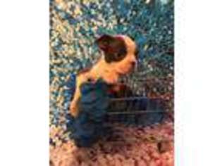Boston Terrier Puppy for sale in New Castle, PA, USA