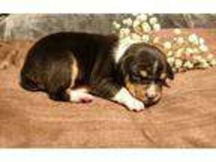 Rat Terrier Puppy for sale in Lebanon, KY, USA