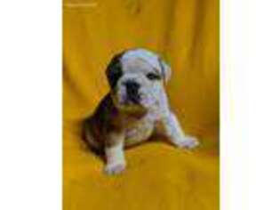 Bulldog Puppy for sale in Austin, MN, USA