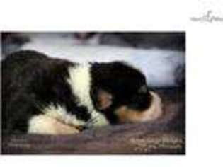 Pembroke Welsh Corgi Puppy for sale in Springfield, MO, USA
