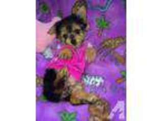 Yorkshire Terrier Puppy for sale in ROY, WA, USA
