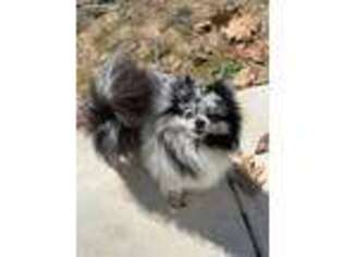 Pomeranian Puppy for sale in Purcellville, VA, USA